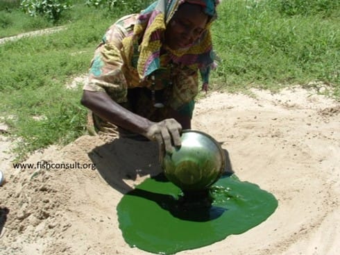 Suku kanembu mengolah mikroalga spirulina menjadi Dihe