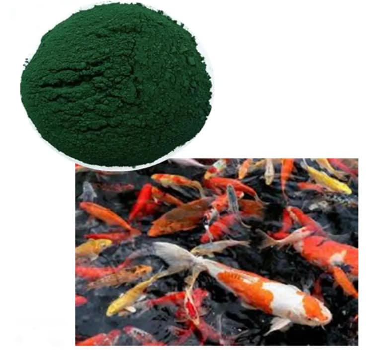 Spirulina for Aquaculture