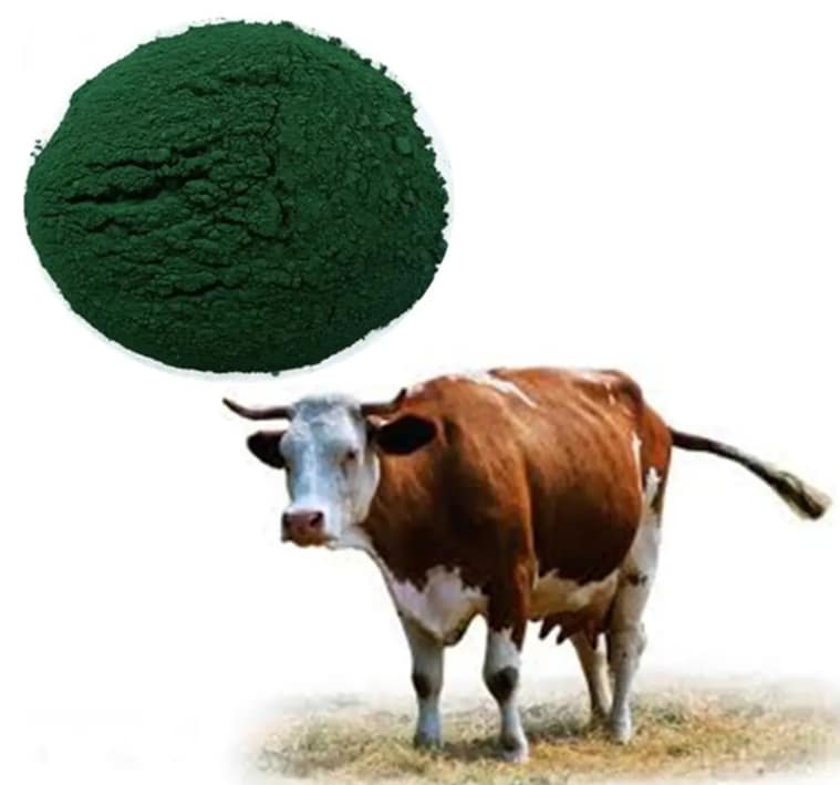 Spirulina for Ruminants