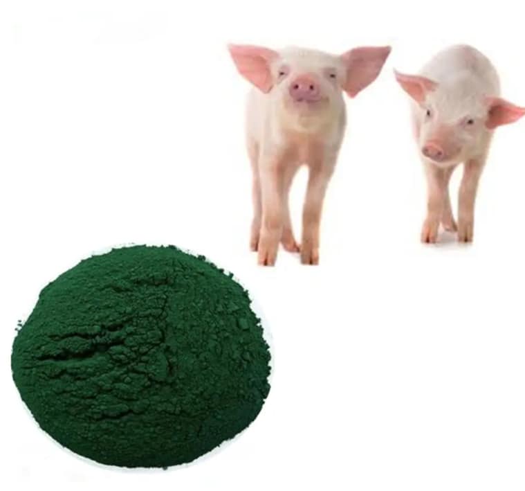 Spirulina for Swine